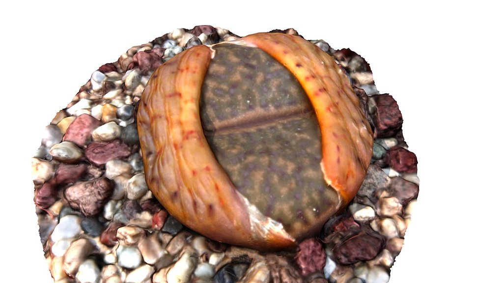 Lithops C.43 (08/05/2016)
