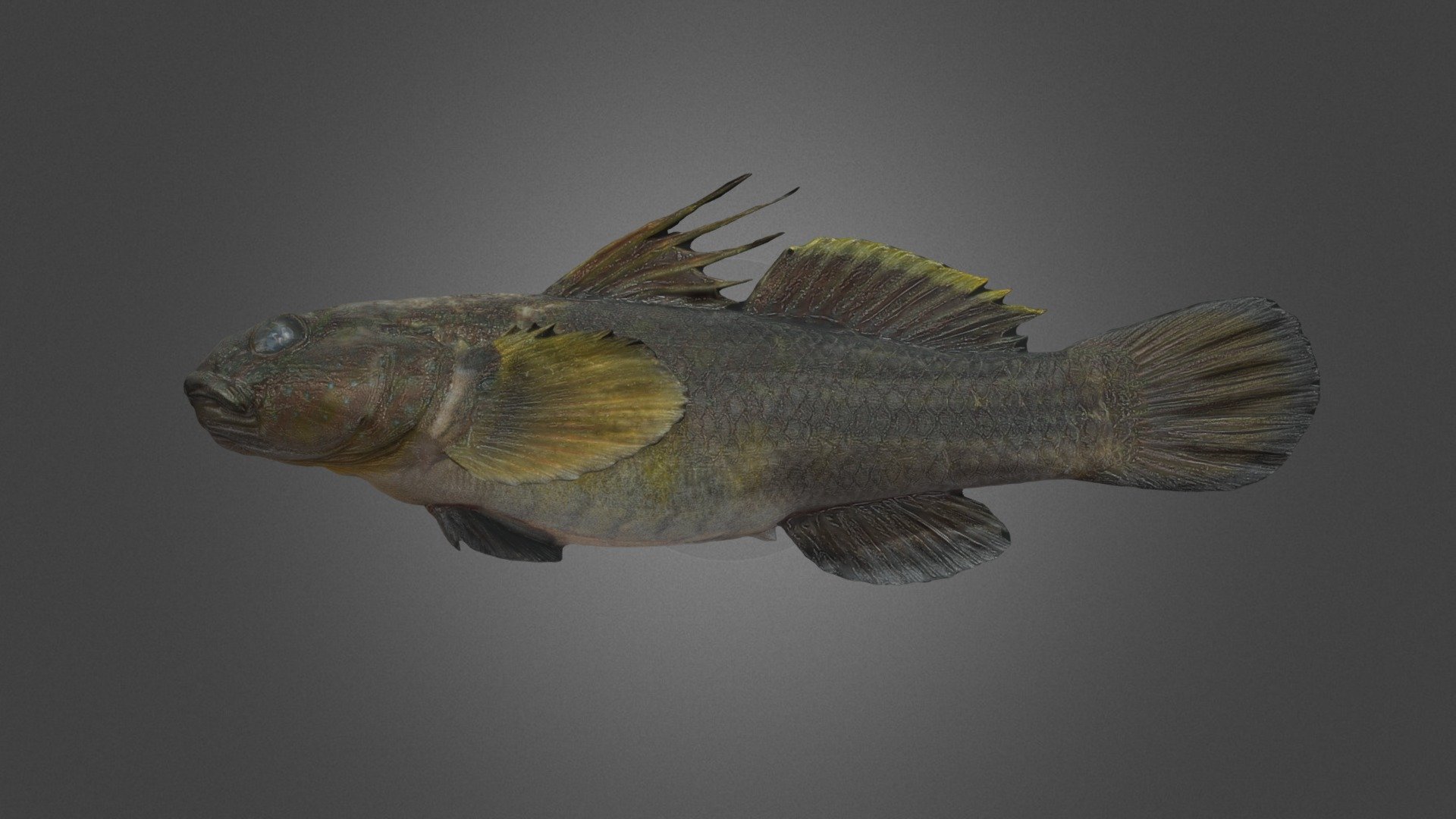 ナガノゴリ ♀ Freshwater Goby, Tridentiger kuroiwae