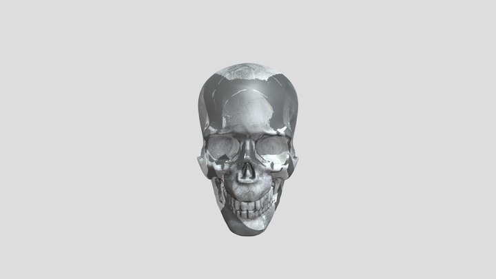 Organic Modelling Skull Practice 3D Model