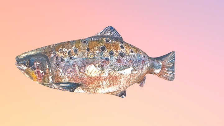 Salmon (1) 3D Model