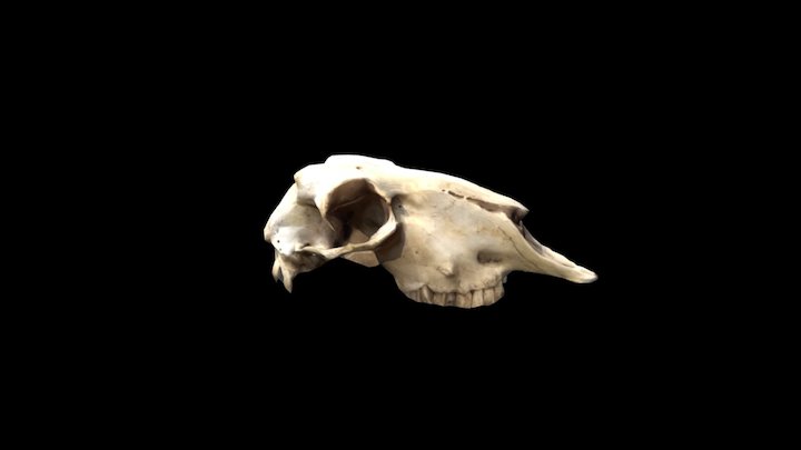 Sheep Or Goat Skull 3D Model