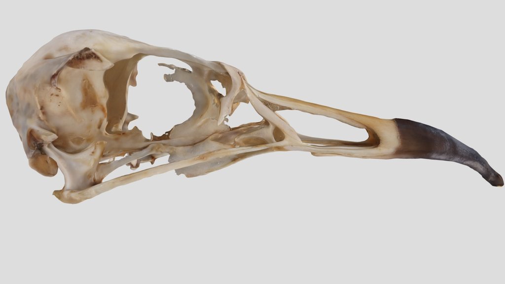 UWYMV:Bird:5959, Cerorhinca monocerata, Crania