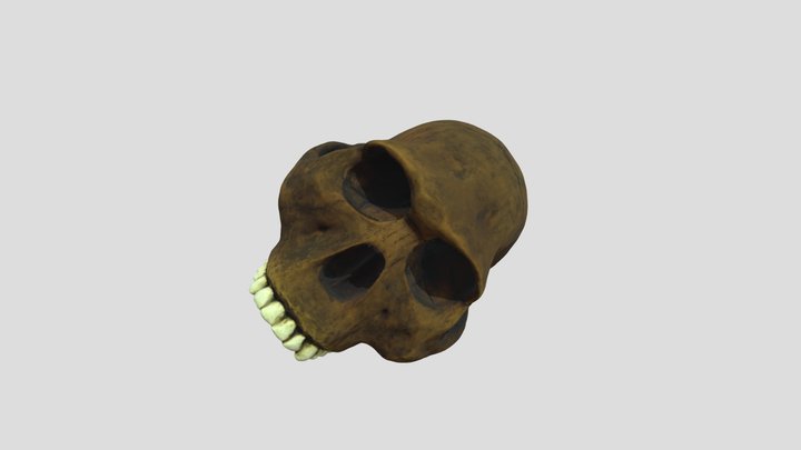Homo-habilis-recreation 3D Model