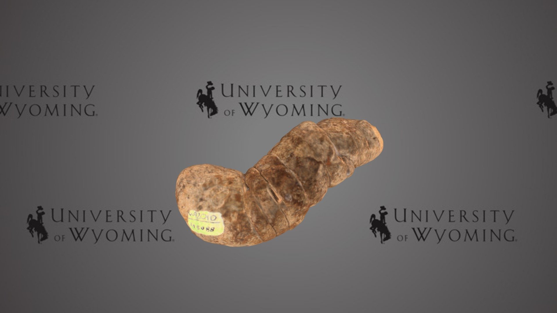 UW 45088 - Coprolite