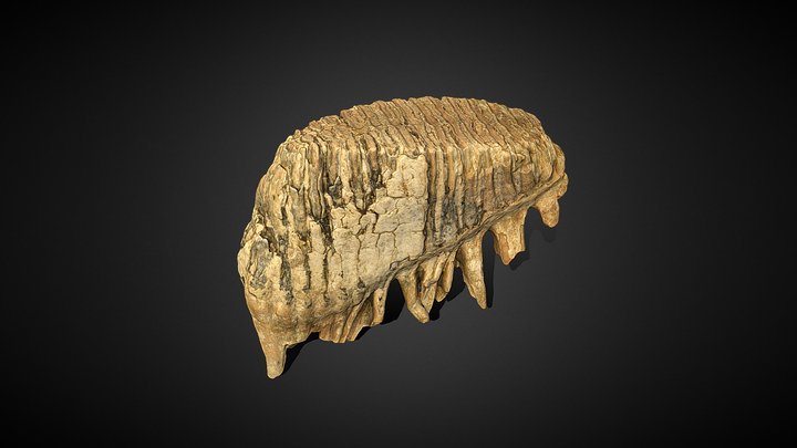 Mammoth Molar 3D Model