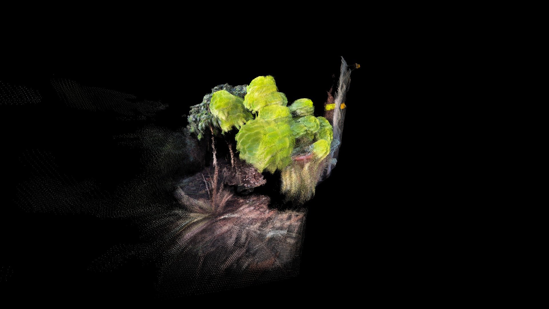 Scan of succulent as Point Cloud