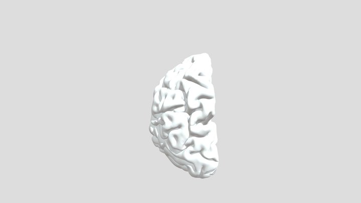 Limbic System - AP Psych 3D Model