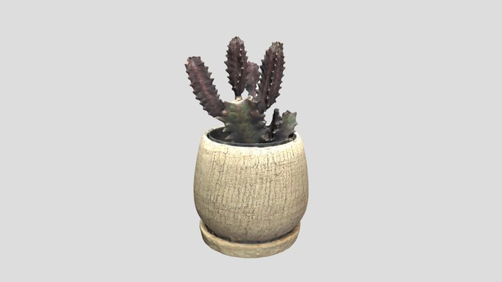 紅彩雲閣 Euphorbia trigona f. rubra (Object Capture) 3D Model