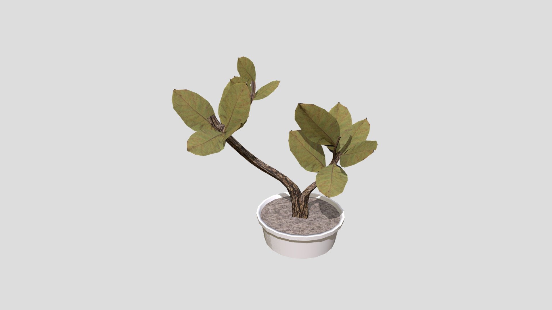 Plant
