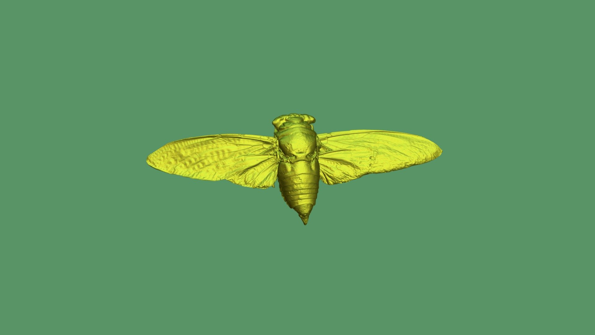 Cicada insect