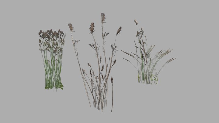 Plants 3D Model