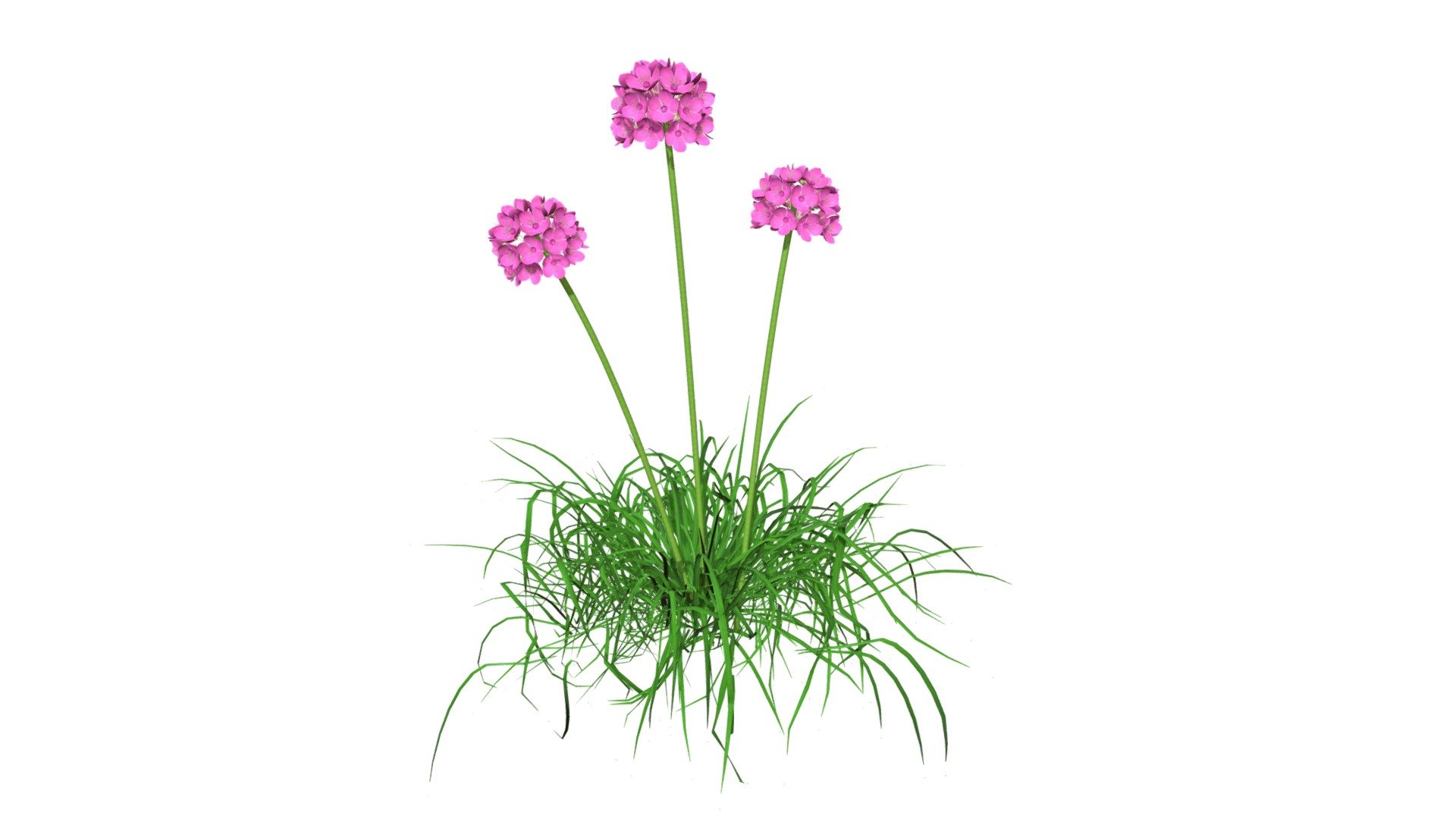 Alba Armeria Plant flower Spring Pink - Buy Royalty Free 3D model by ...
