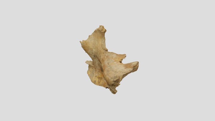 Qasr Hallabat Cistern Maxilla 4 2 3D Model