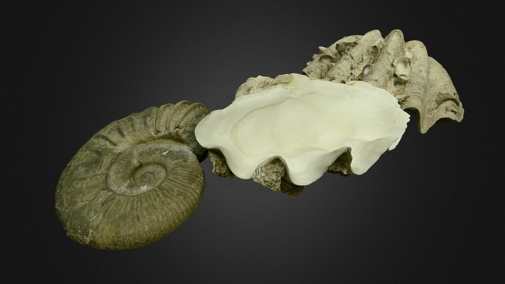 Dino 26 Shells - 3D model by Stauros [829bb18] - Sketchfab