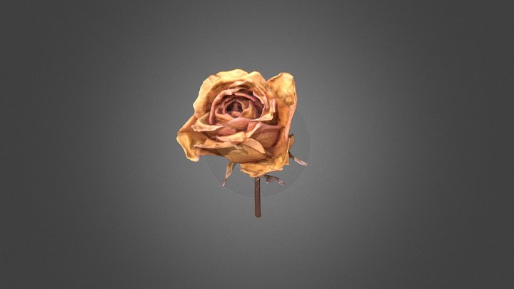 Dried Yellow Rose 3D Model