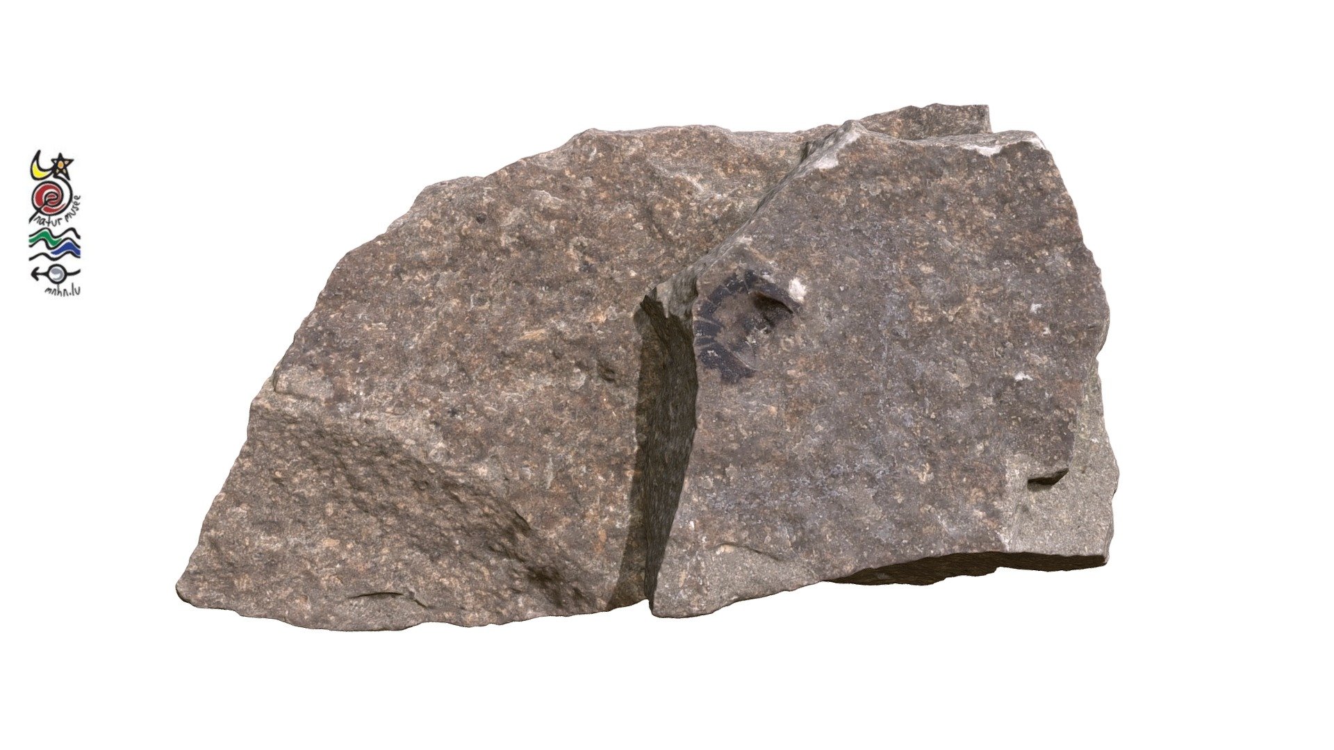 Aptychus TV791 Download Free 3D model by Musée national d'histoire