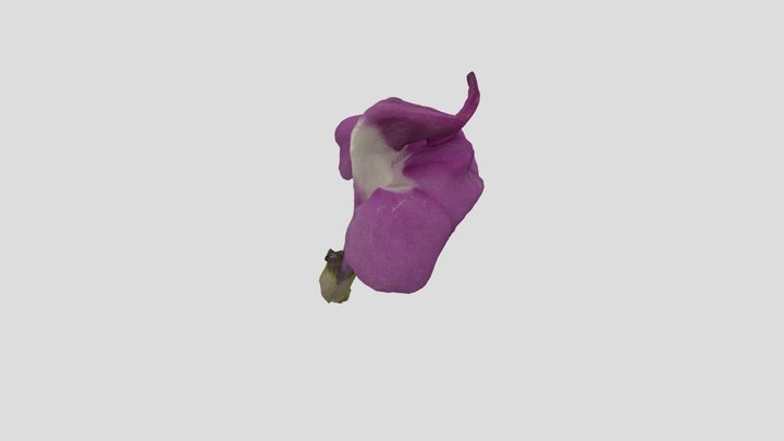 P. rhinanthoides 3D Model