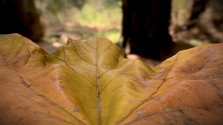 Leaf 3D Model