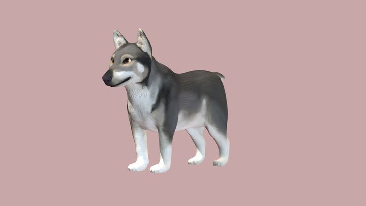 Swedish Vallhund 3D Model