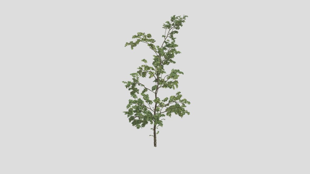 Tree 07