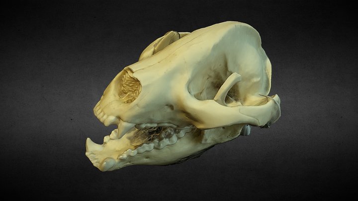 Giant Panda