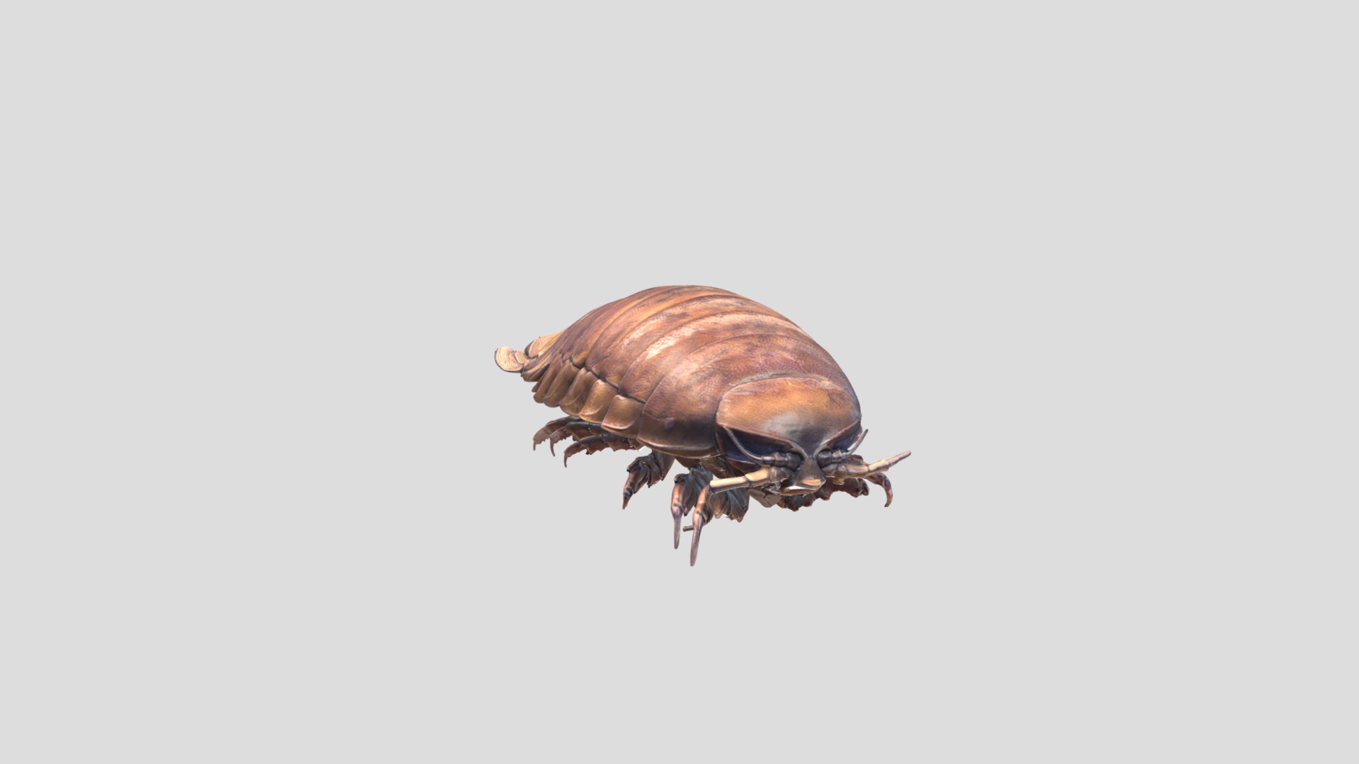 3D model Giant Isopod – Bathynomus giganteus - This is a 3D model of the Giant Isopod - Bathynomus giganteus. The 3D model is about a bug on a white background.