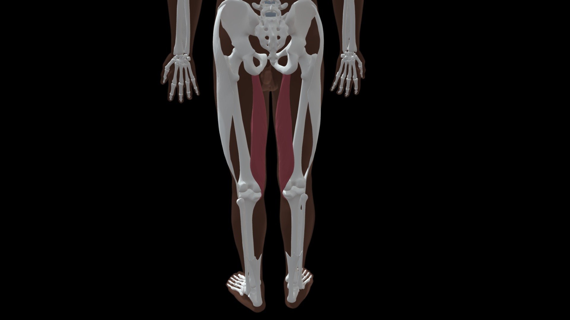 Semimembranosus - Download Free 3D model by UMich Anatomy (@anatomary ...