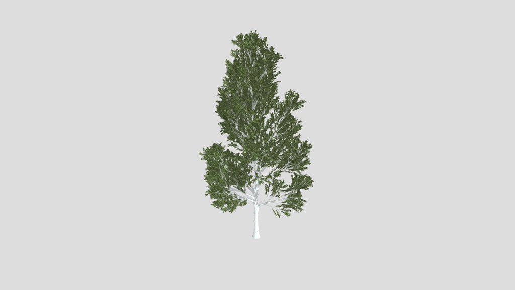 Katsura Tree Variation