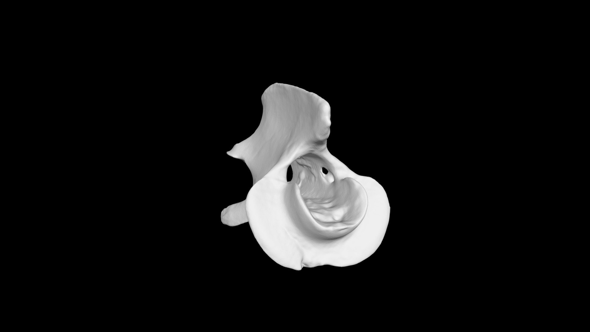 Whitetail Deer Cervical Vertebra C2 (Axis)