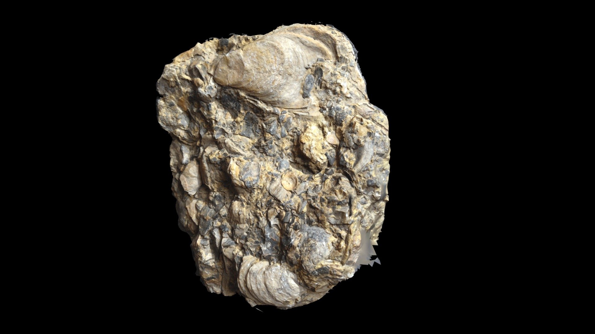 Fossiliferous limestone (rudstone) - Download Free 3D model by GeoMoDiM ...