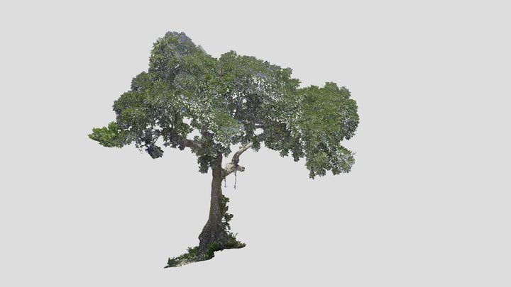 Tree Point Cloud 3D Model