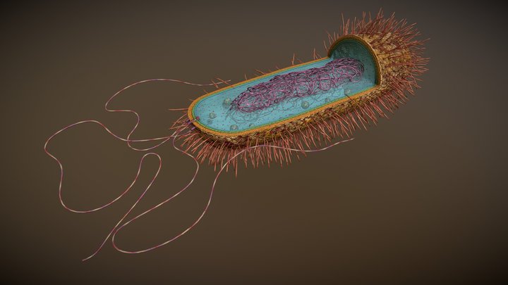 Prokaryotic - Cell Structure - 3D model by Vida Systems [82bc108 ...