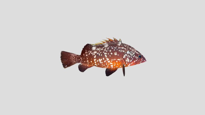 Dusky grouper 3D Model