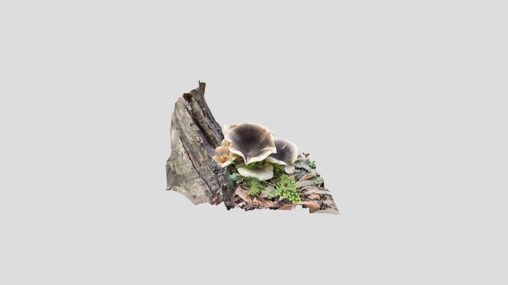 Ghost-Fungus
