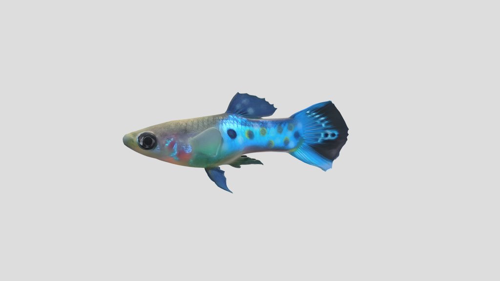 Blue Endler Guppy Male