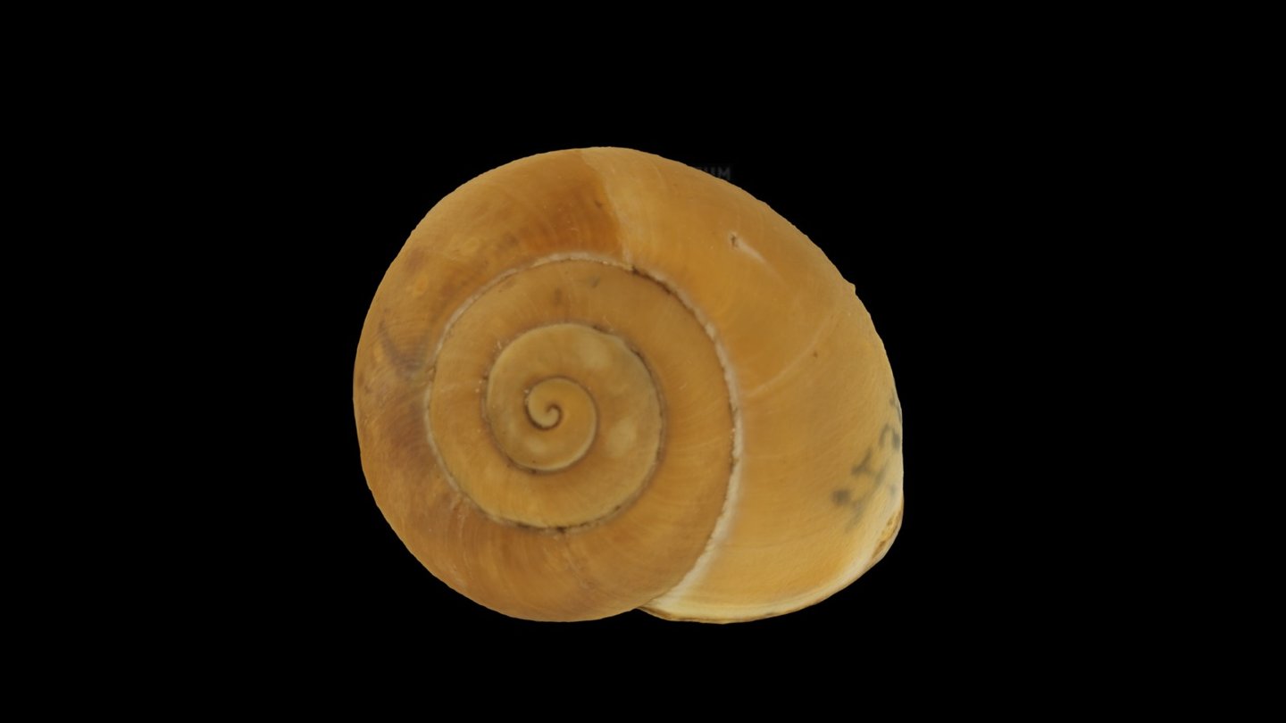 Dorcasia ponsonbyi