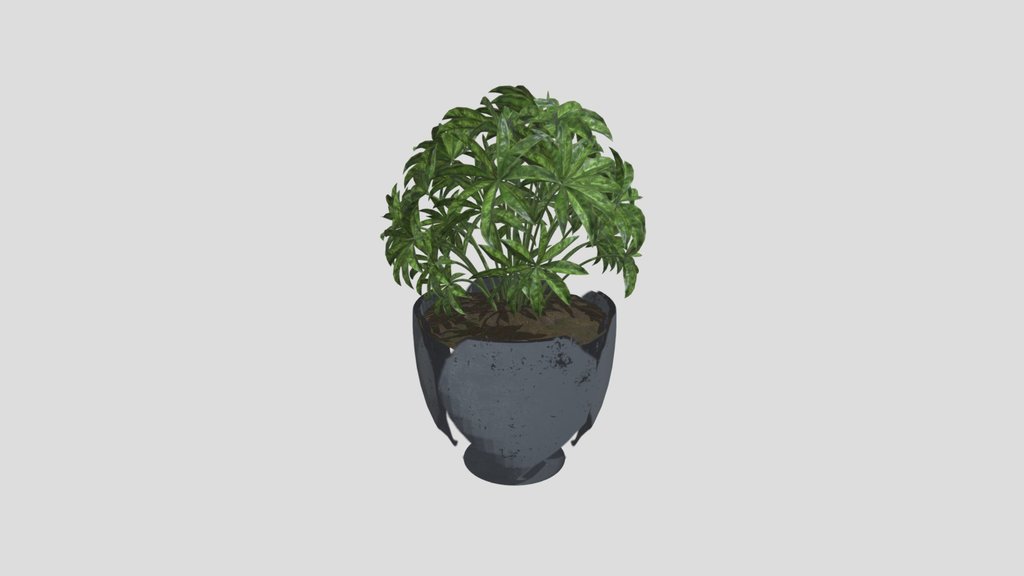Table Chestnut Plant