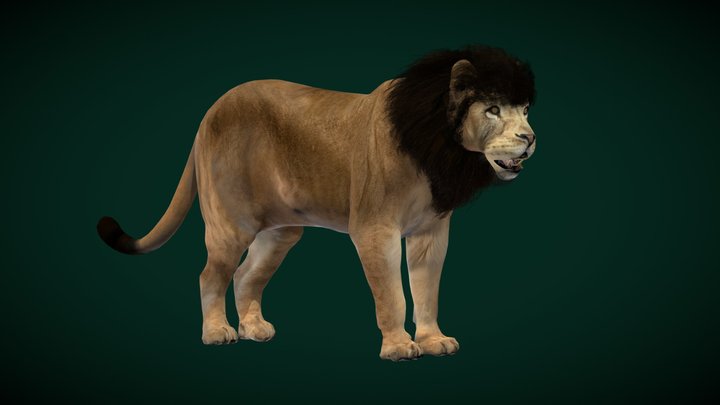 Young Barbary Lion (Endangered) 3D Model