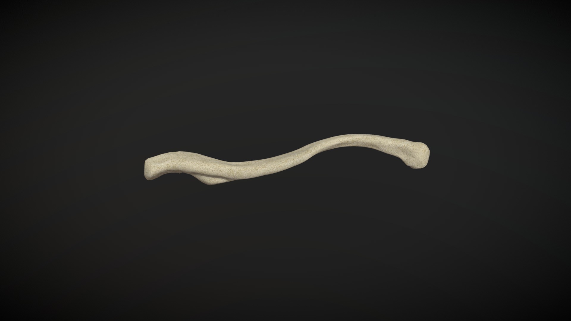 3D model Calvicle / Clavicula - This is a 3D model of the Calvicle / Clavicula. The 3D model is about a white feather on a black background.