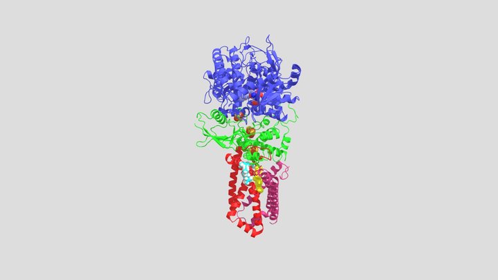 Succinate dehydrogenase+Succinate+ Ubiquinone 3D Model