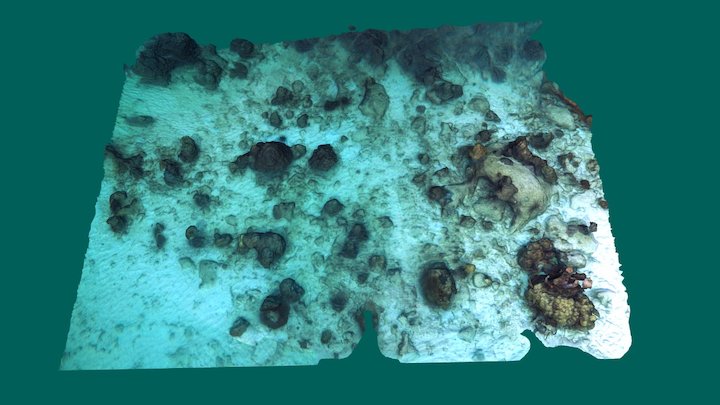 Reef bottom 3D Model