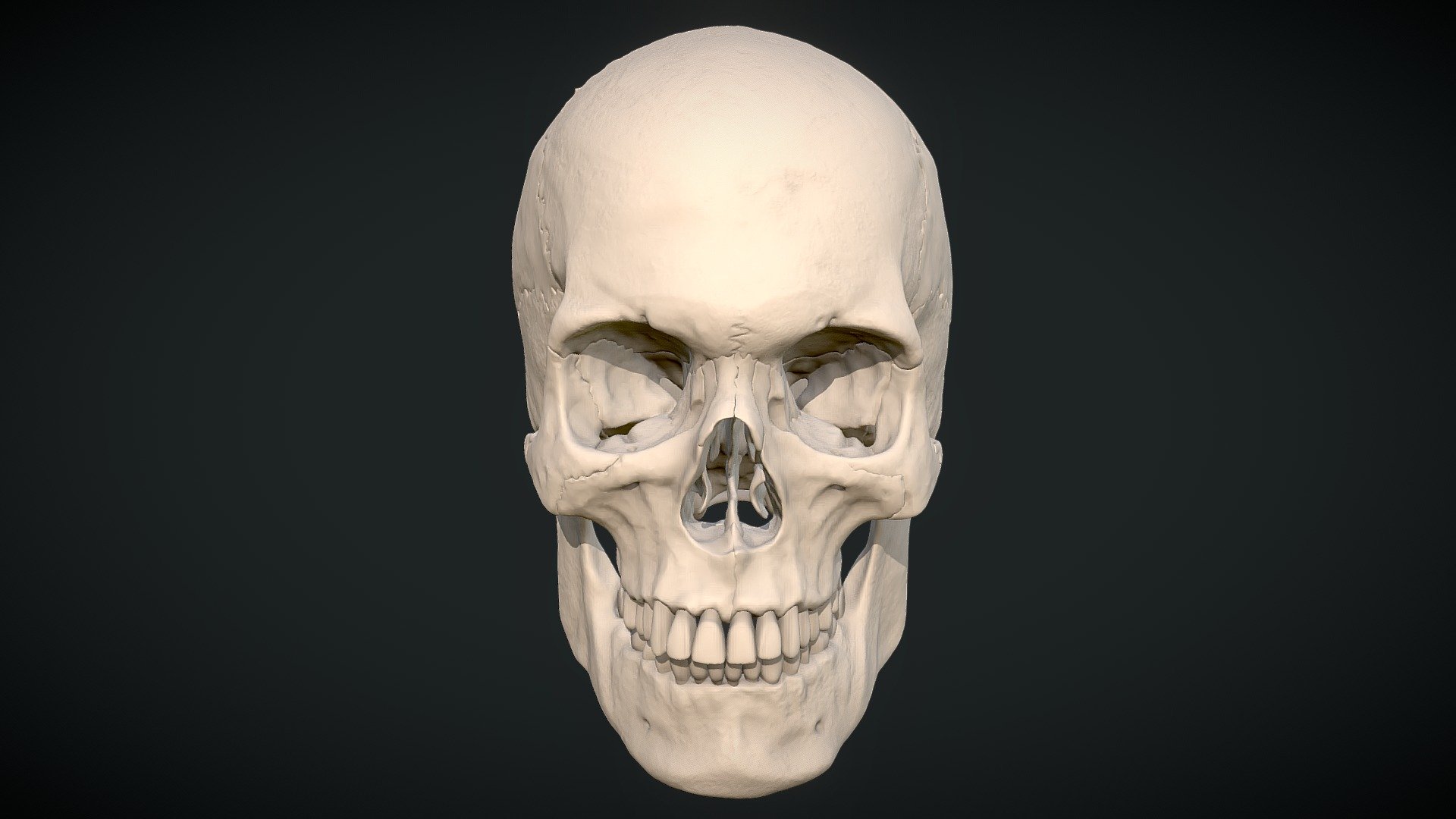 High poly skull  Sculpt