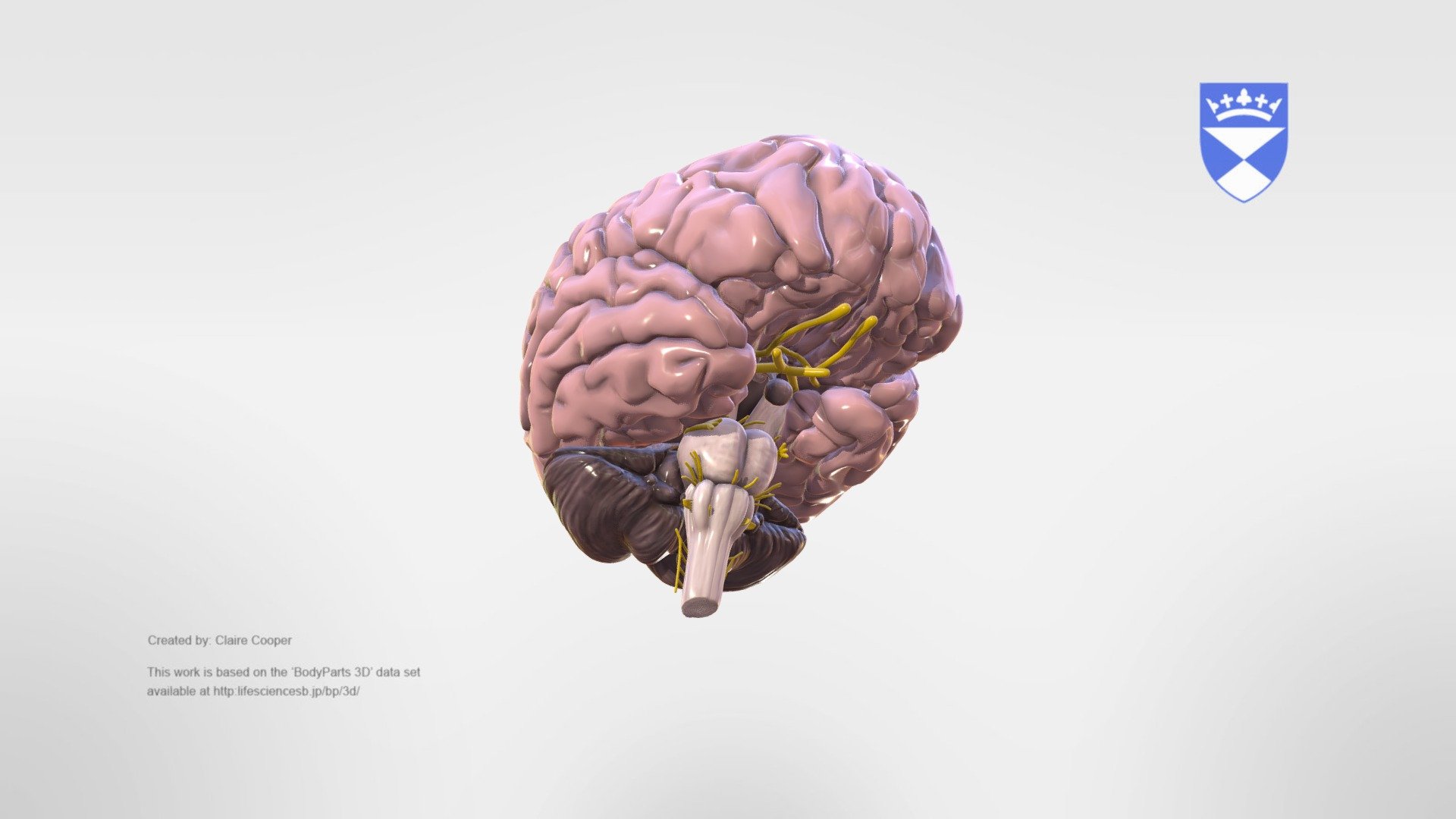 Cranial Nerves - 3D model by University of Dundee, CAHID (@anatomy_dundee)  [82d87cb]