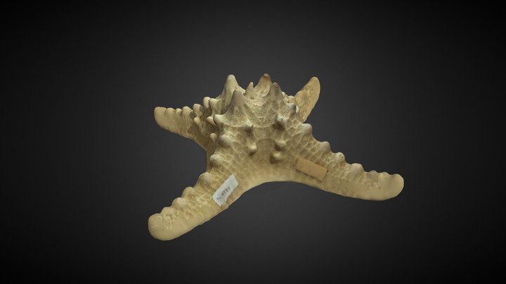 Protoreaster nodosus 3D Model