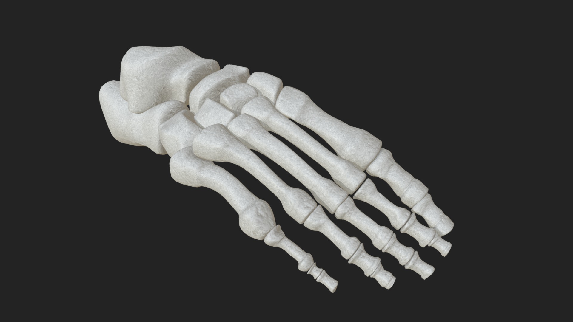 Anatomy - Human Foot Bones