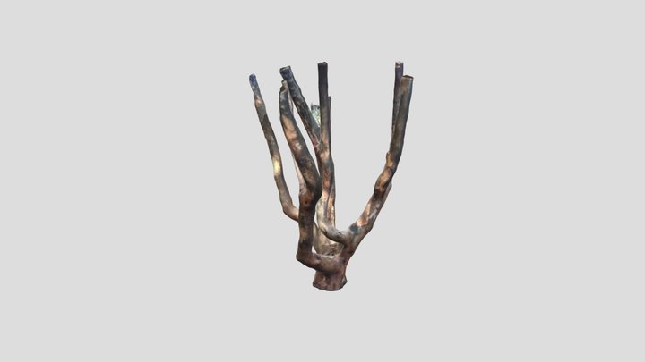 Prototipado UCT Keith Sandoval - Arrayan tree 3D Model