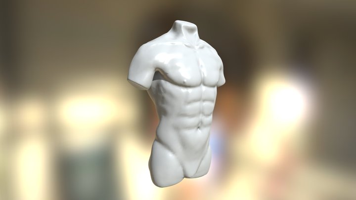 Male Torso Study 3D Model