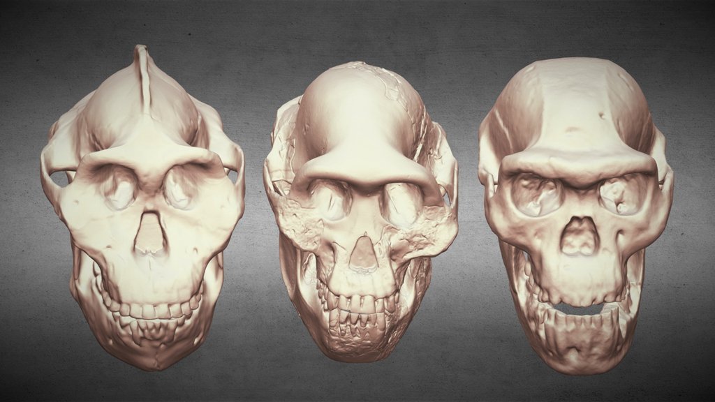 Australopithecines Comparison 2