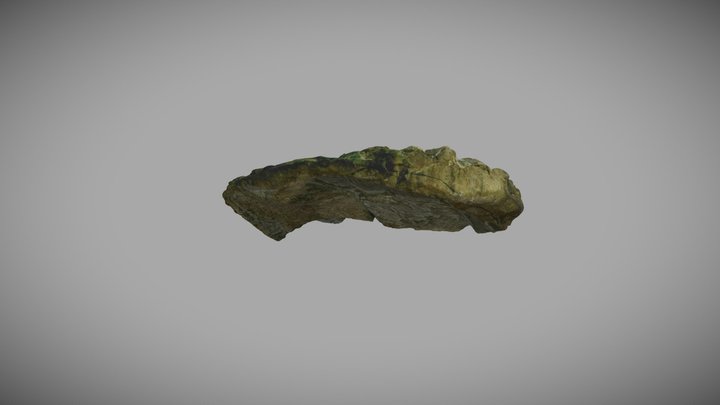 aleta-plesiosaurio 3D Model