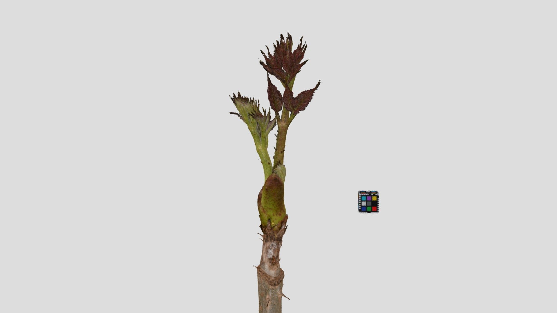 山菜タラの芽 タラノキ Aralia elata